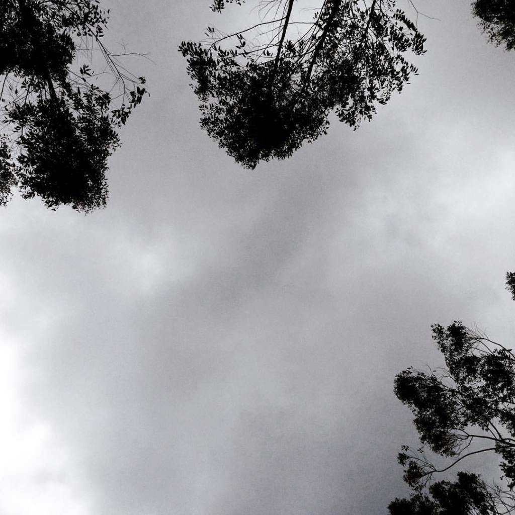 sky trees open sky cloud